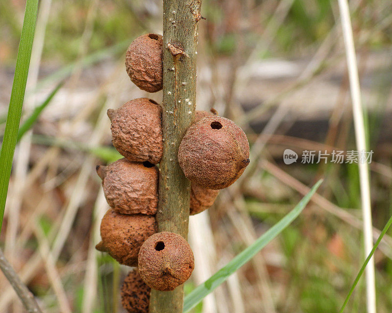 橡树粗子弹瘿蜂(Disholcaspis quercusmamma)生长在柏栎树枝上